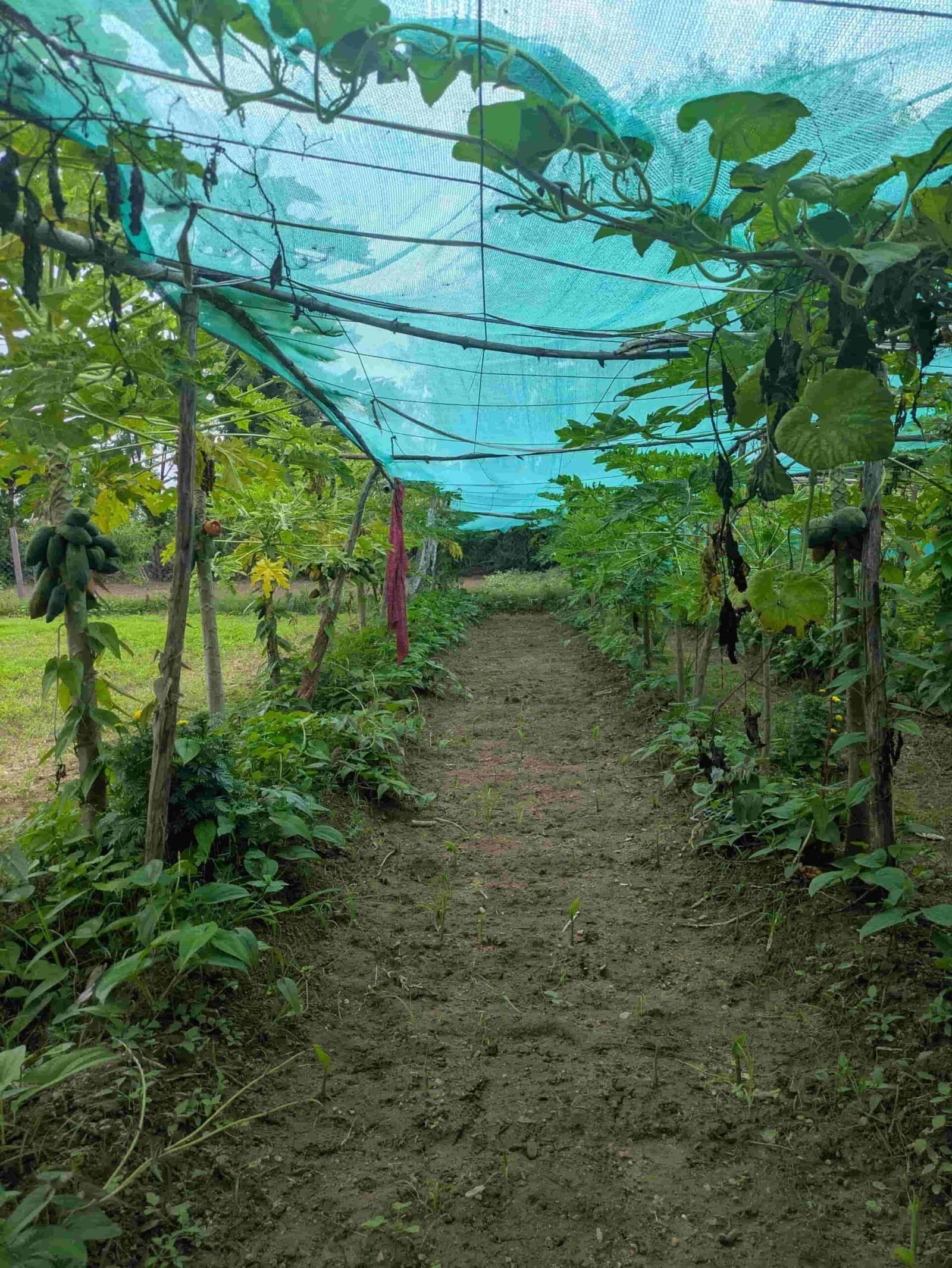 Innovative Couple Achieves Great Results on Small Farm