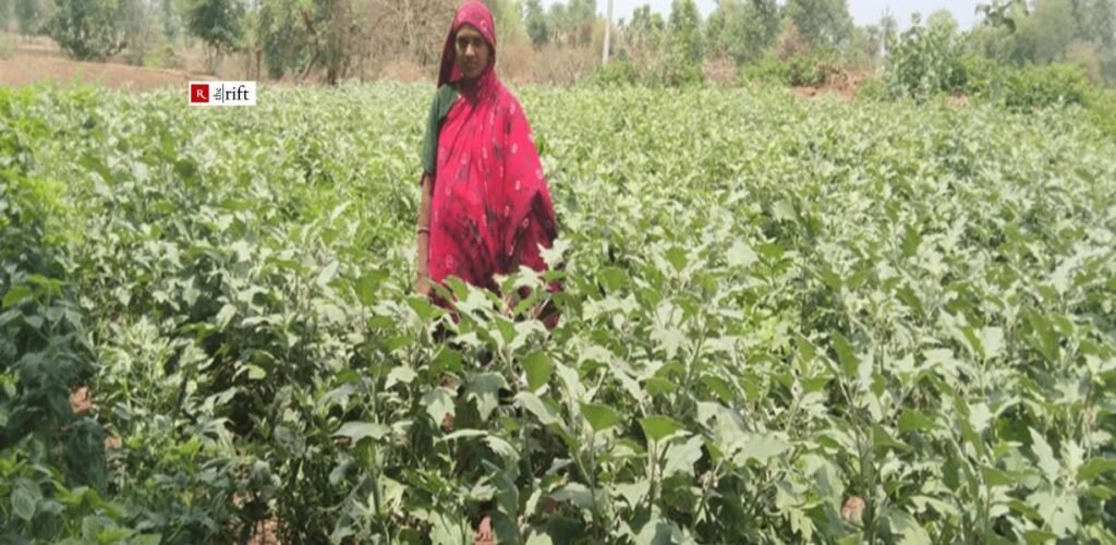 Sapna Devi with her brinjal vegetable crop. Photo Credit: Mukesh Maida, Block Facilitator, Vaagdhara.
