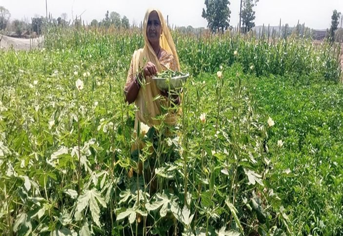 Shantidevi-Ganaga-harvesting-okra-in-her-field