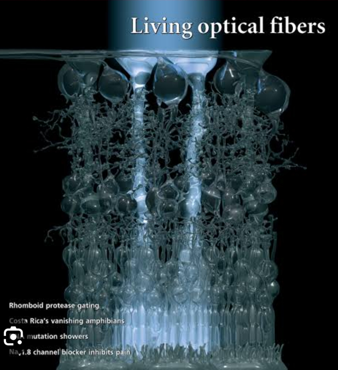 living optical  fibers